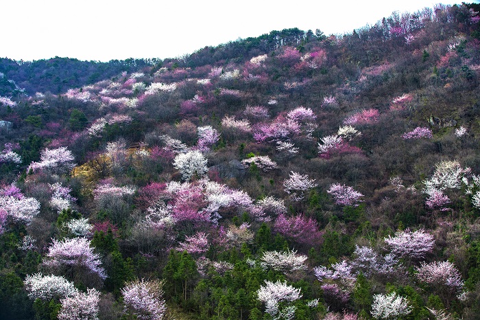 商城县:【纪检人·镜头】樱花烂漫满山坡